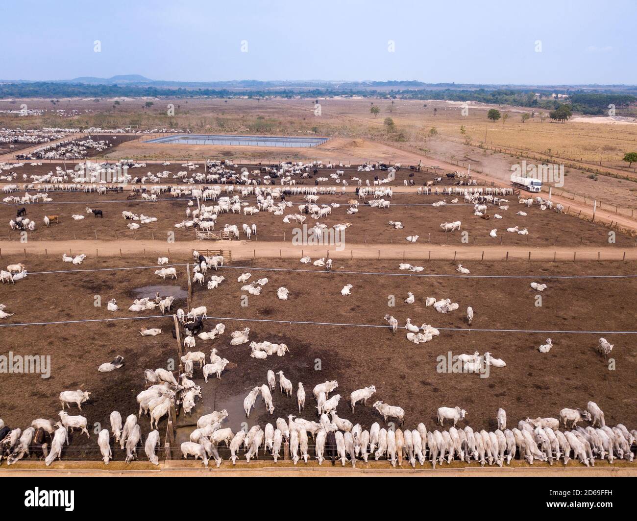 Vista aerea dei droni di molti buoi pascolo in estate soleggiato giorno in feedlot bestiame fattoria in Amazzonia, Para, Brasile. Concetto di agricoltura, ambiente, ecologia Foto Stock