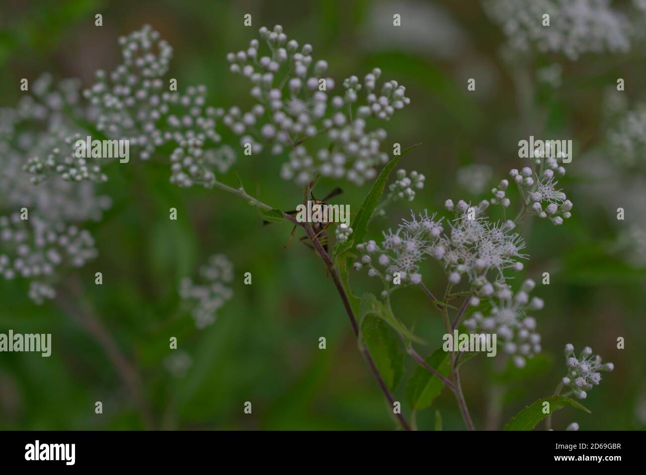 Carta Wasp arrampicata su Snakeroot Foto Stock