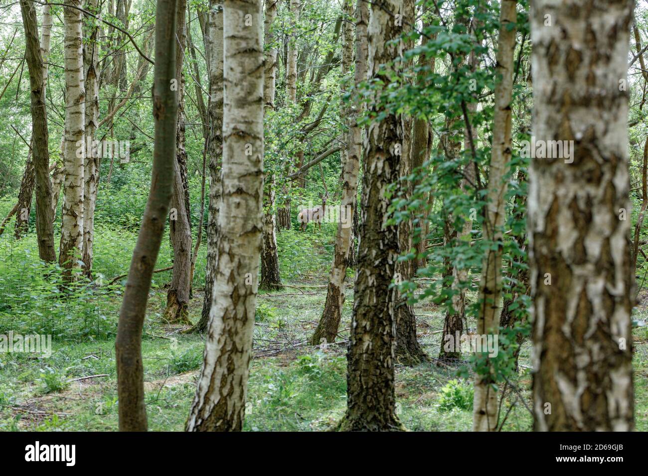 Vista attraverso una foresta di alberi di betulla scivolosi verso un cervo selvatico che guarda direttamente alla macchina fotografica. Foto Stock