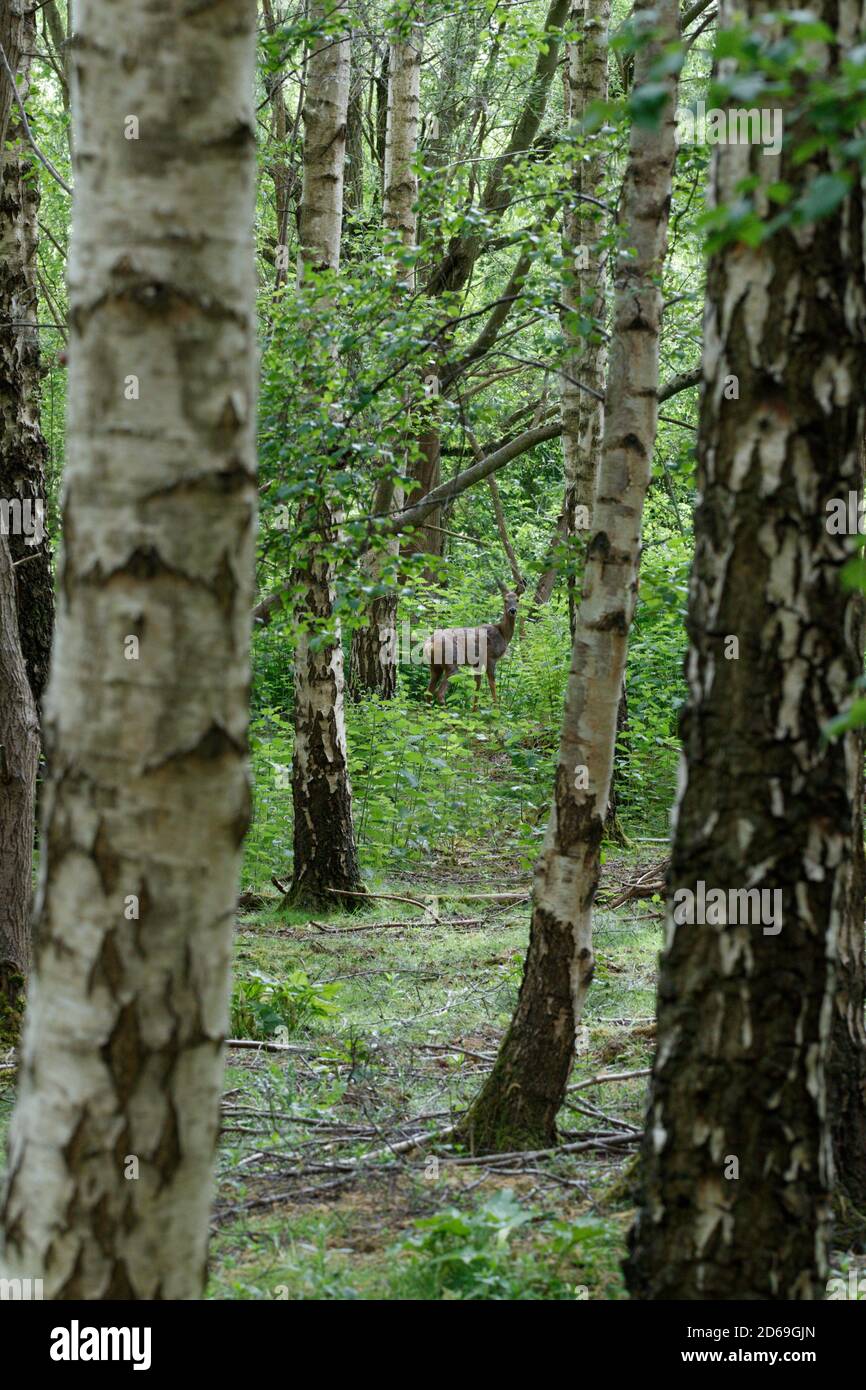 Vista attraverso una foresta di alberi di betulla scivolosi verso un cervo selvatico che guarda direttamente alla macchina fotografica. Foto Stock