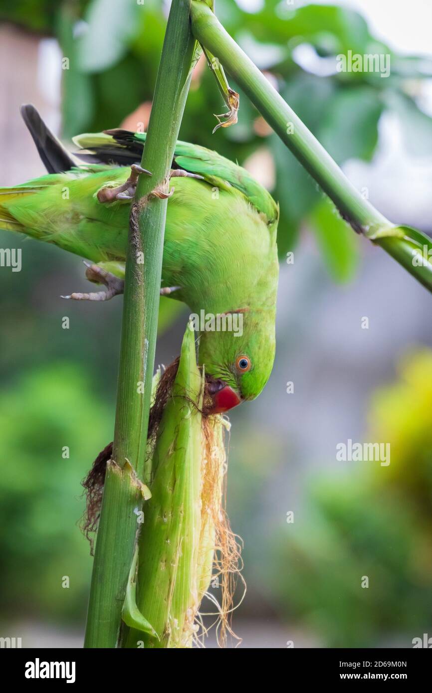 Parakeet femmina con anse rosa o Parrot verde che si festeggiano su una  pianta di mais nel giardino Foto stock - Alamy