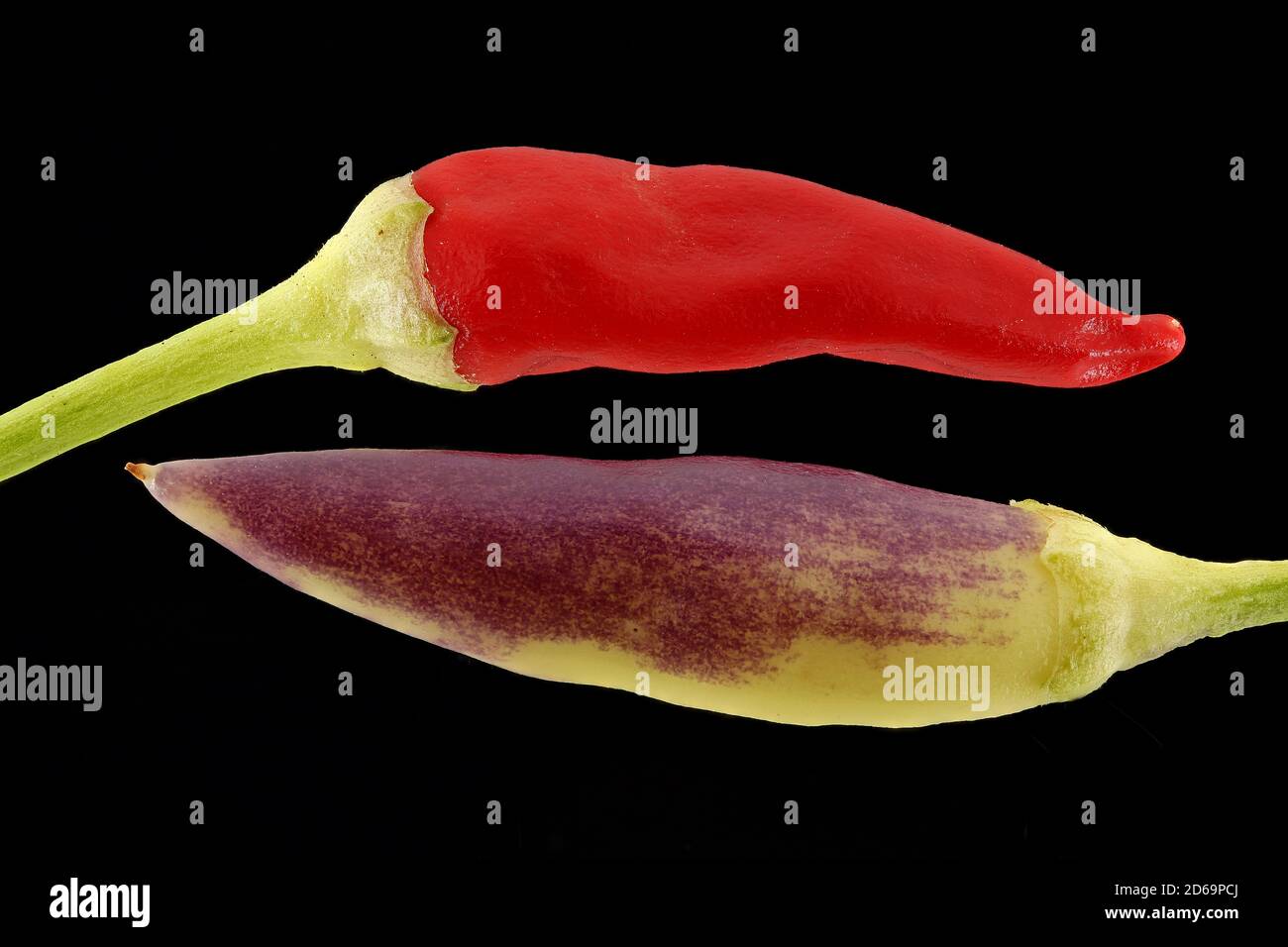 Capsicum annuum, peperoncino, Spanischer Pfeffer, primo piano, frutta Foto Stock