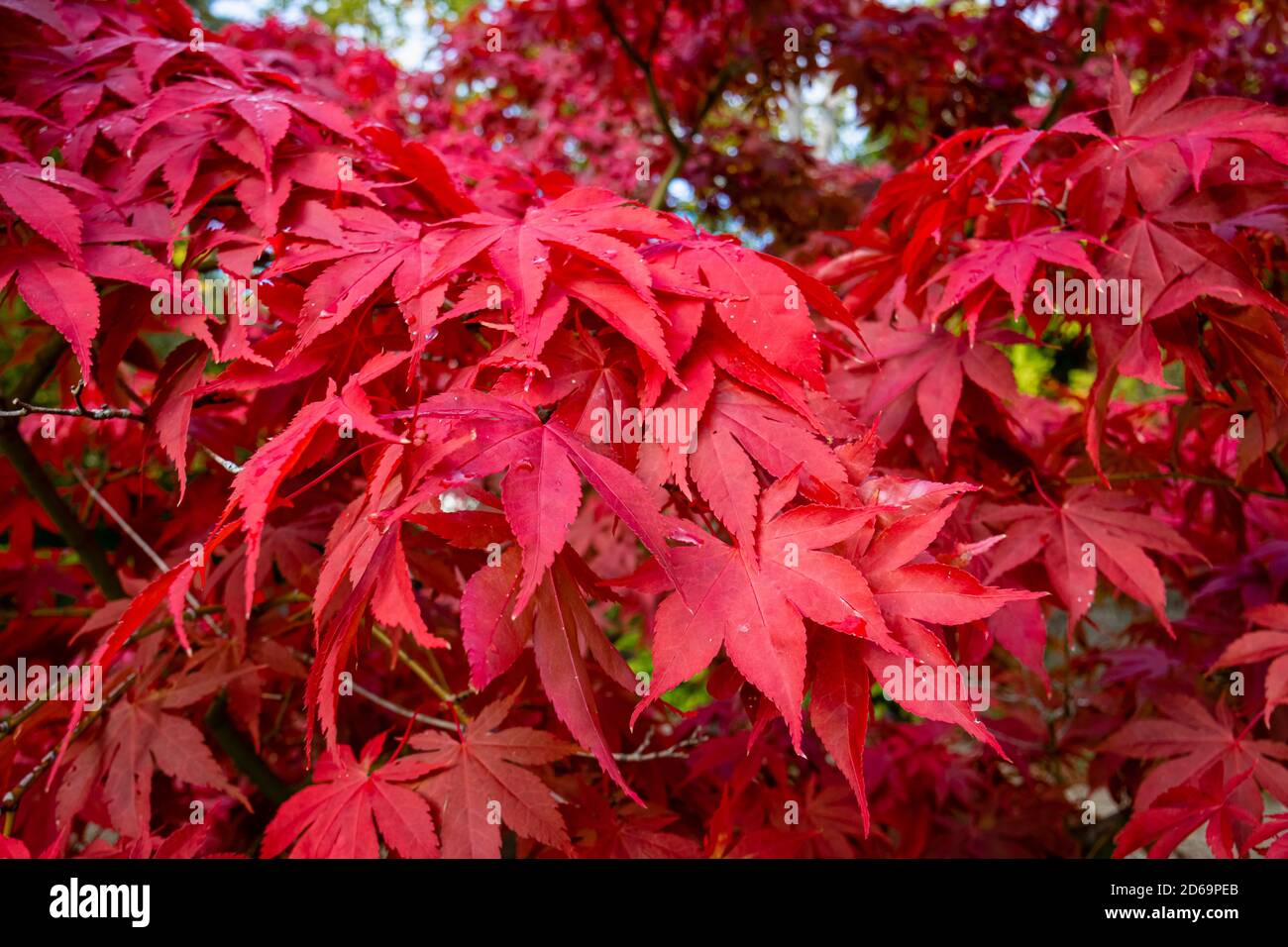 Vista ravvicinata delle foglie di un acero giapponese rosso scarlatto (Acer palmatum) in colori stagionali e brillanti Foto Stock