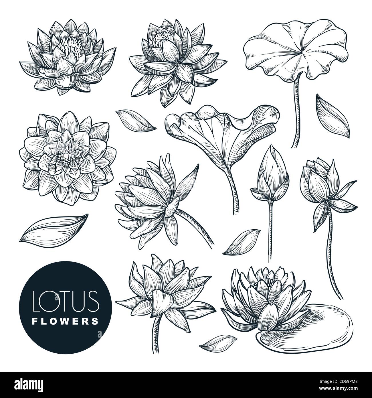 Lotus bella fioritura fiori e foglie set, isolato su sfondo bianco. Illustrazione dello schizzo disegnata a mano dal vettore. Piante tropicali e natura floreale Illustrazione Vettoriale