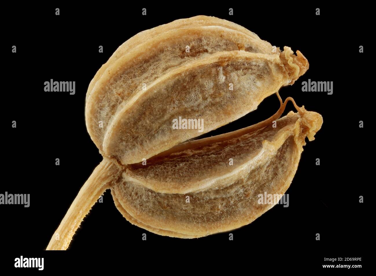 Conium maculatum, Hemlock, Gefleckter Schierling, primo piano, semi (frutti), lunghezza 3-4 mm Foto Stock
