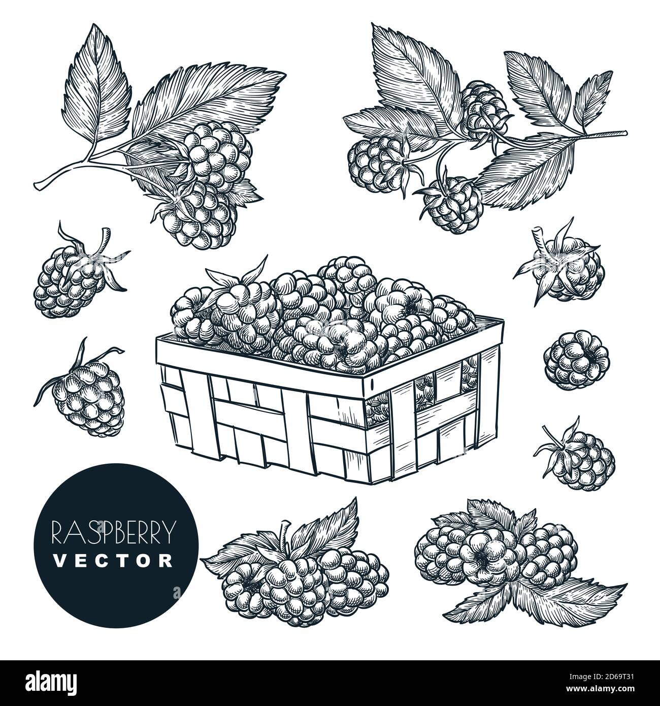 Illustrazione vettoriale dello schizzo dei lamponi. Raccolta di BlackBerry in cesto di legno. Elementi di progettazione isolati per l'agricoltura e l'agricoltura disegnati a mano. Illustrazione Vettoriale