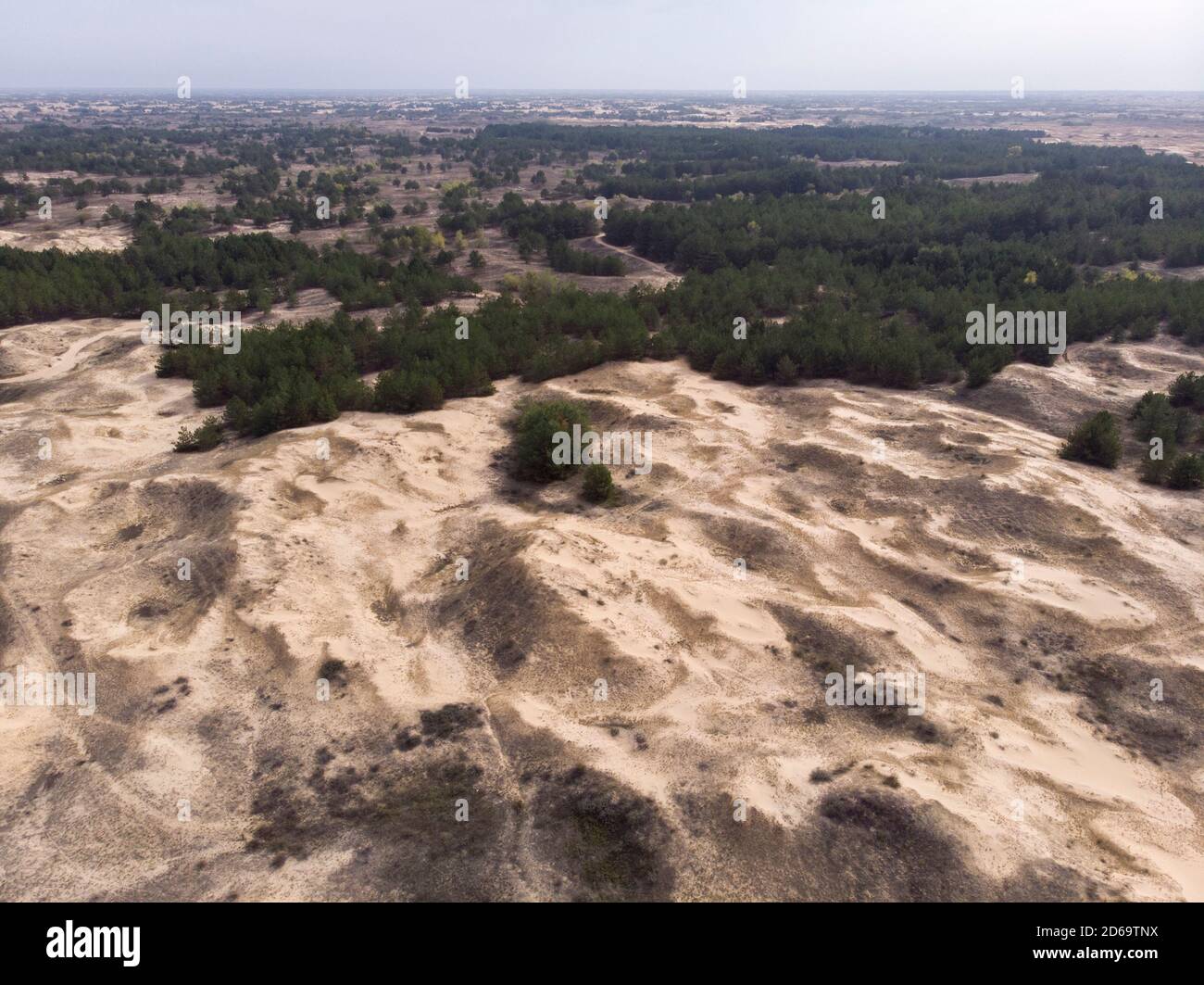 Volo del drone aereo nel deserto più grande d'Europa, Ucraina - Oleshky Sands con alcuni cespugli e alberi di pino. Piante nel deserto, molta sabbia gialla Foto Stock