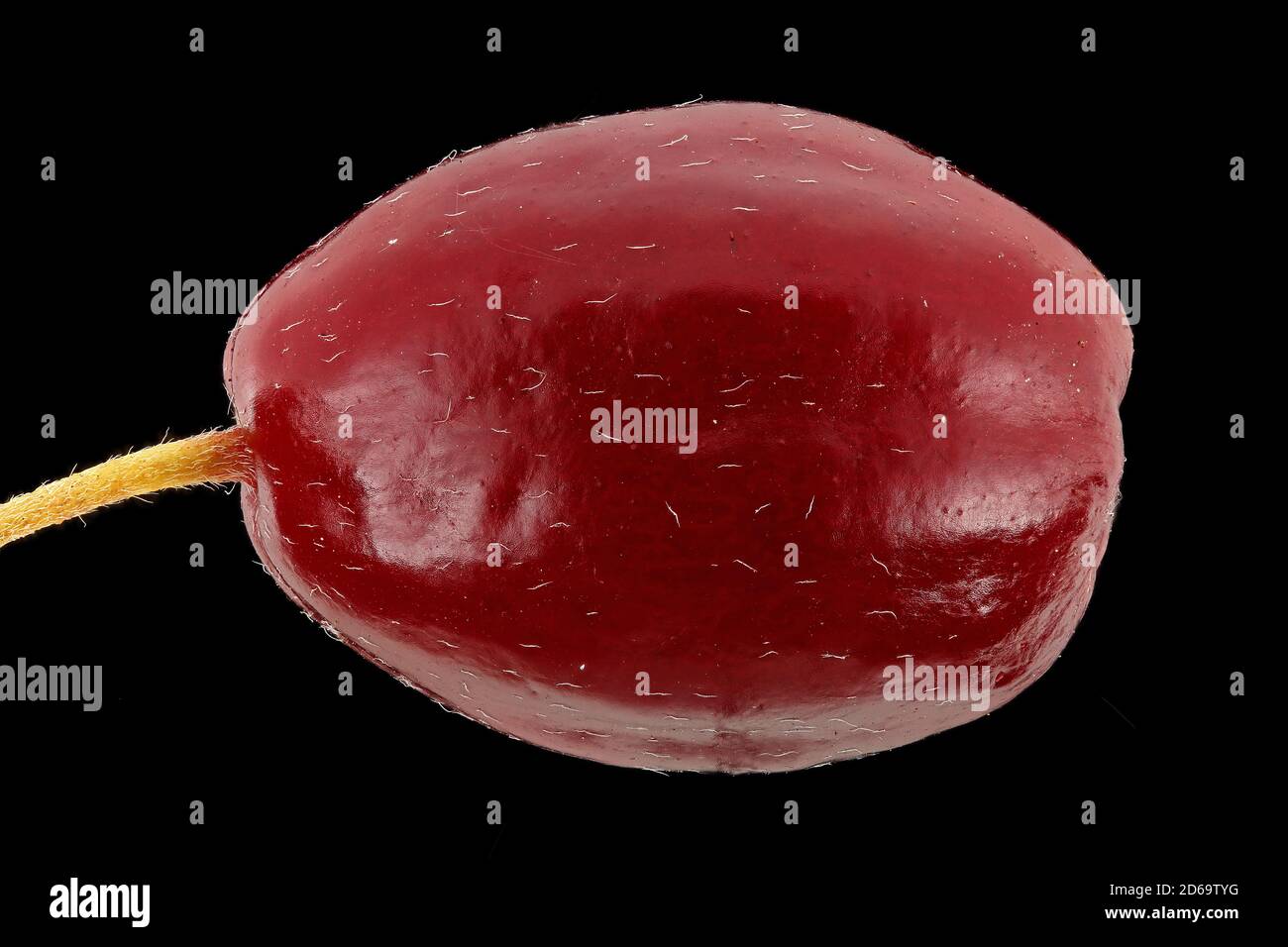 Cornelkirsche, Cornelian Cherry, Kornelkirsche, primo piano, frutta Foto Stock