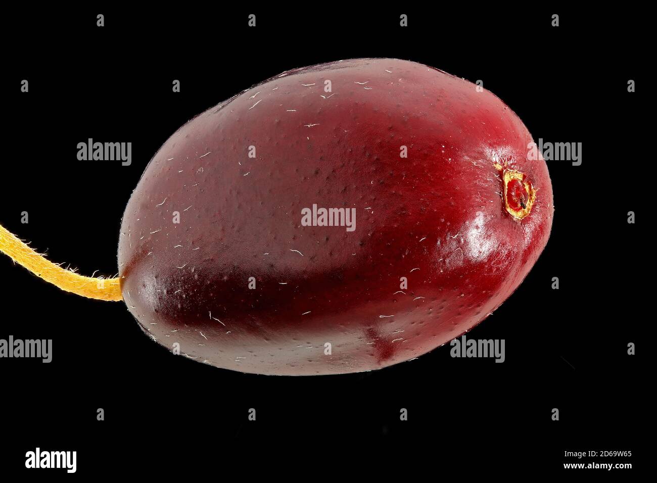 Cornelkirsche, Cornelian Cherry, Kornelkirsche, primo piano, frutta Foto Stock