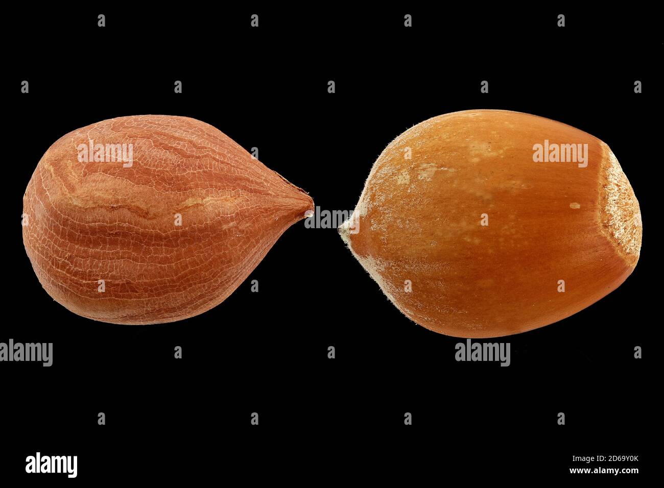 Corylus avellana, nocciola comune, nocciola, Haselstrauch, primo piano, seme (sinistra) e noce con guscio legnoso Foto Stock