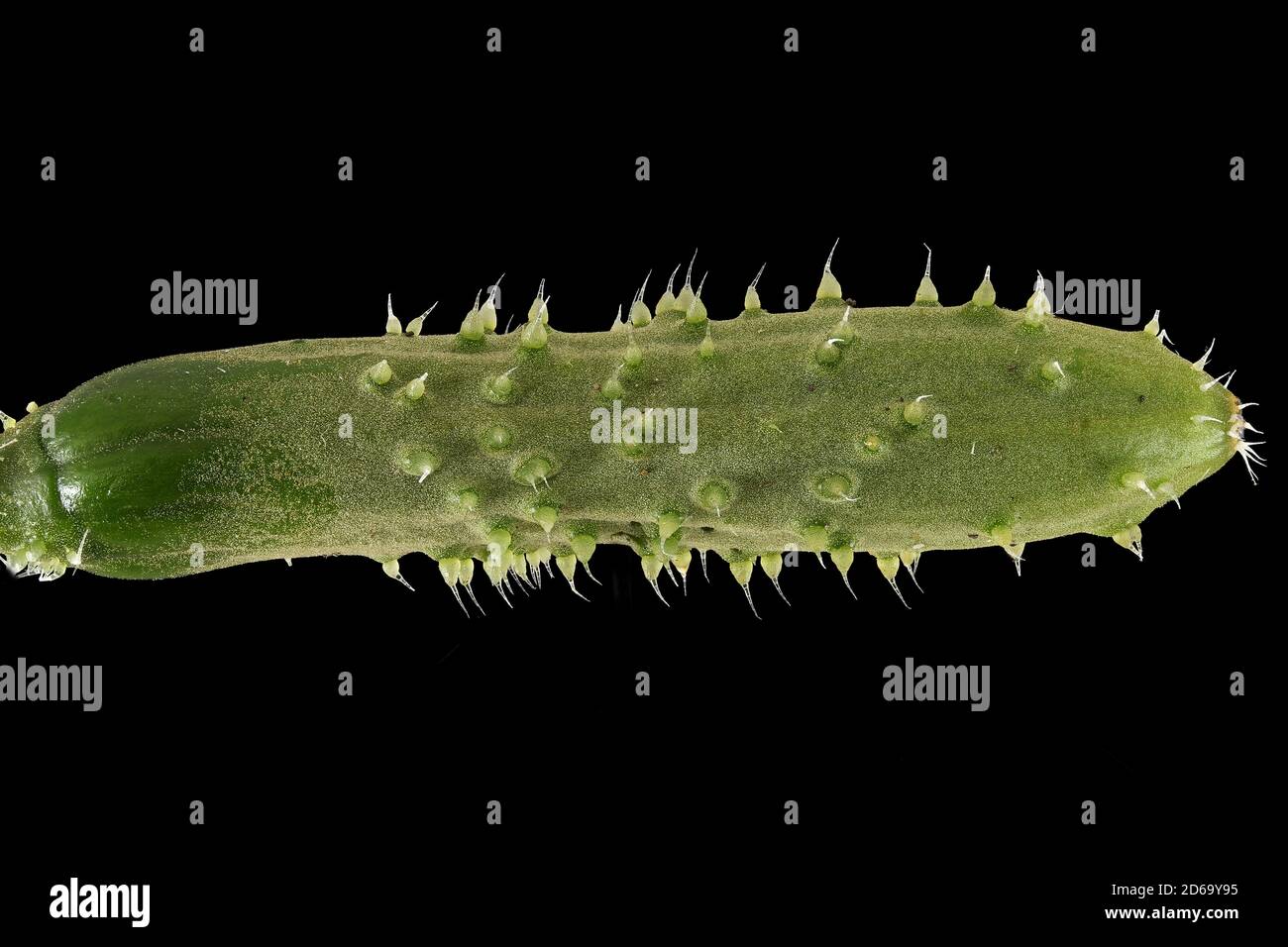 Cucumis sativus, Cetriolo, Gurke, primo piano, frutta Foto Stock