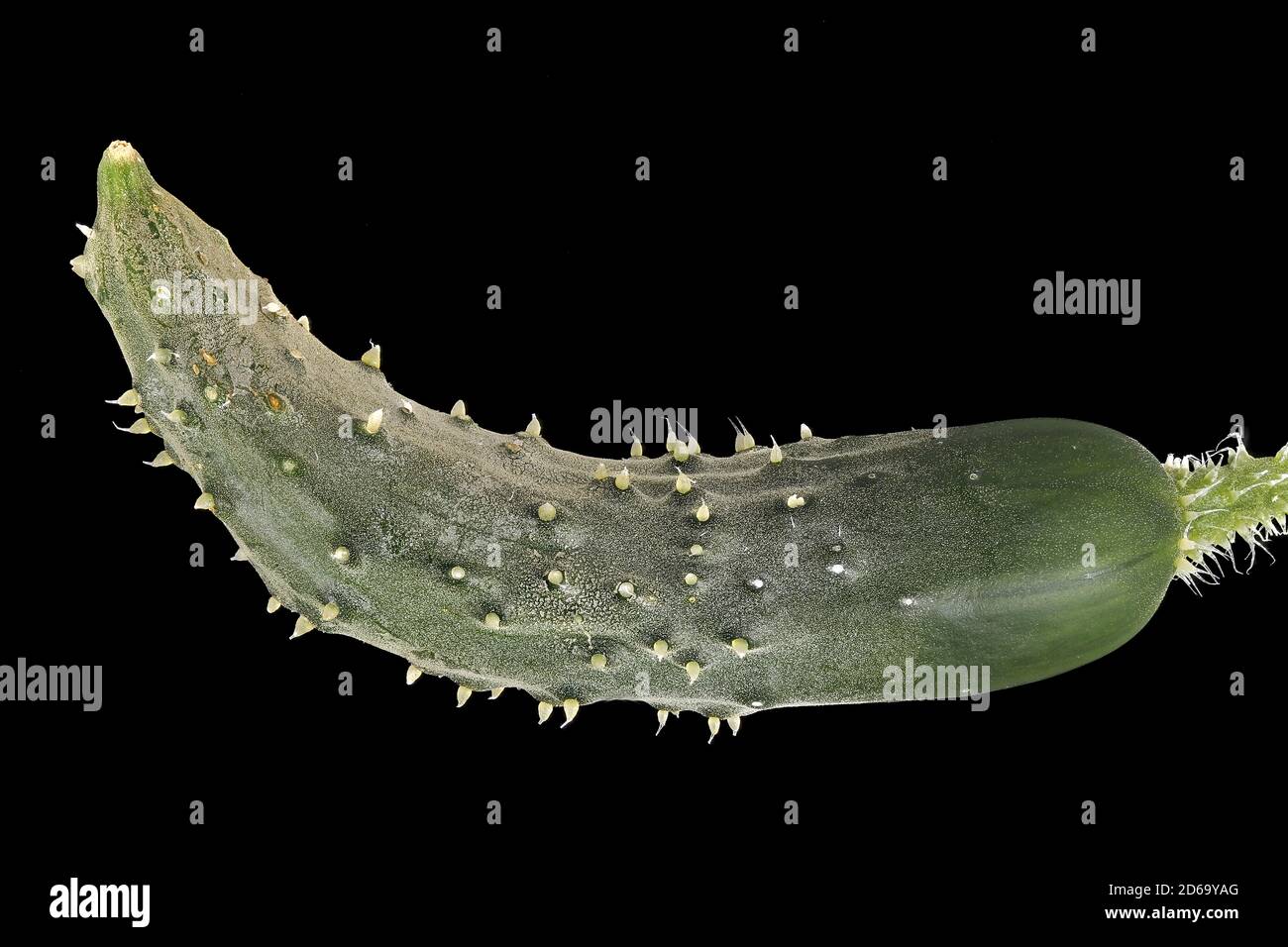 Cucumis sativus, Cetriolo, Gurke, primo piano, frutta Foto Stock