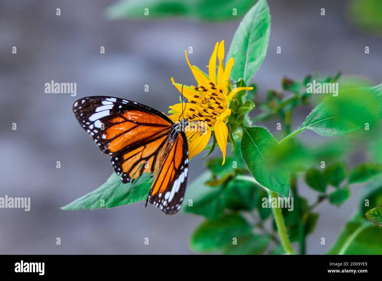 Bella Butterfly comune Tiger (Danaus Genutia) lavorando su un closeup di girasole luminoso. Foto Stock