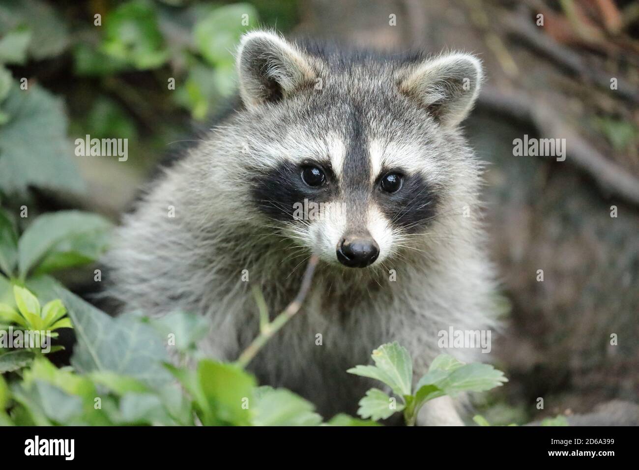 Raccoon selvatico (Procyon lotor) Vicino ad un burrone su un parco urbano del nord America Foto Stock