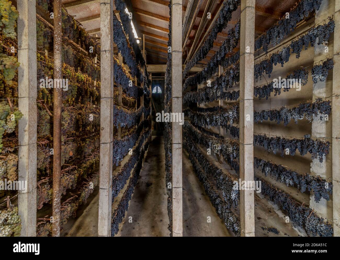 Grappoli di uve bianche e nere sono appesi in varie file ad appassire, per la produzione del famoso vin santo, Toscana, Italia Foto Stock