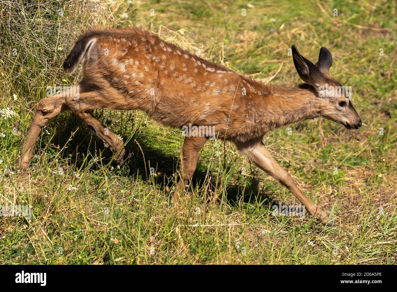 Deer carino con coda bianca, baby fawn in esecuzione. Oregon, Ashland, Cascade Siskiyou National Monument, estate Foto Stock
