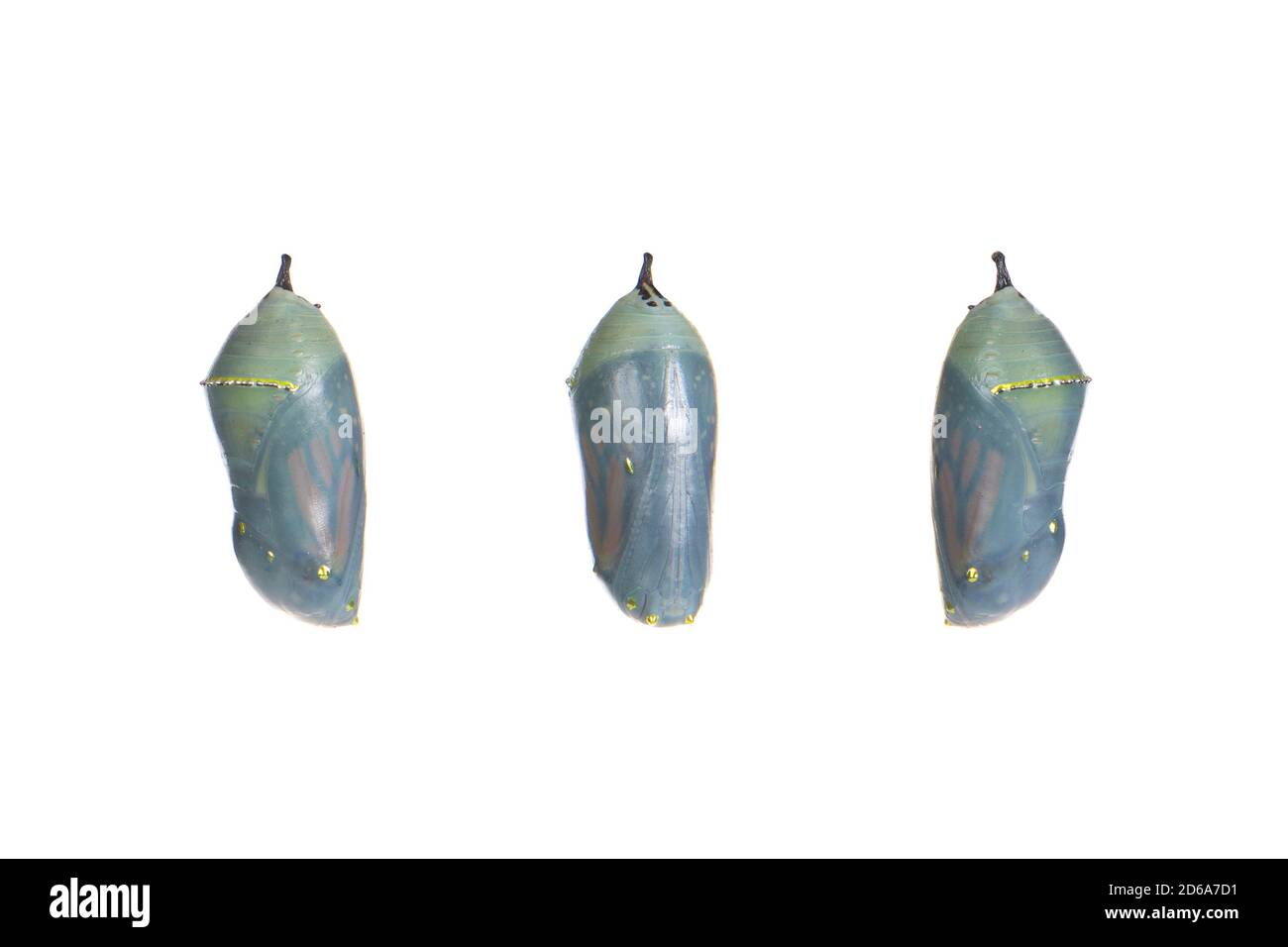 Primo piano di una farfalla monarca crisalis un giorno prima di emergere come il crisalide diventa trasparente, farfalla inizia a essere visibile all'interno. Isolare Foto Stock