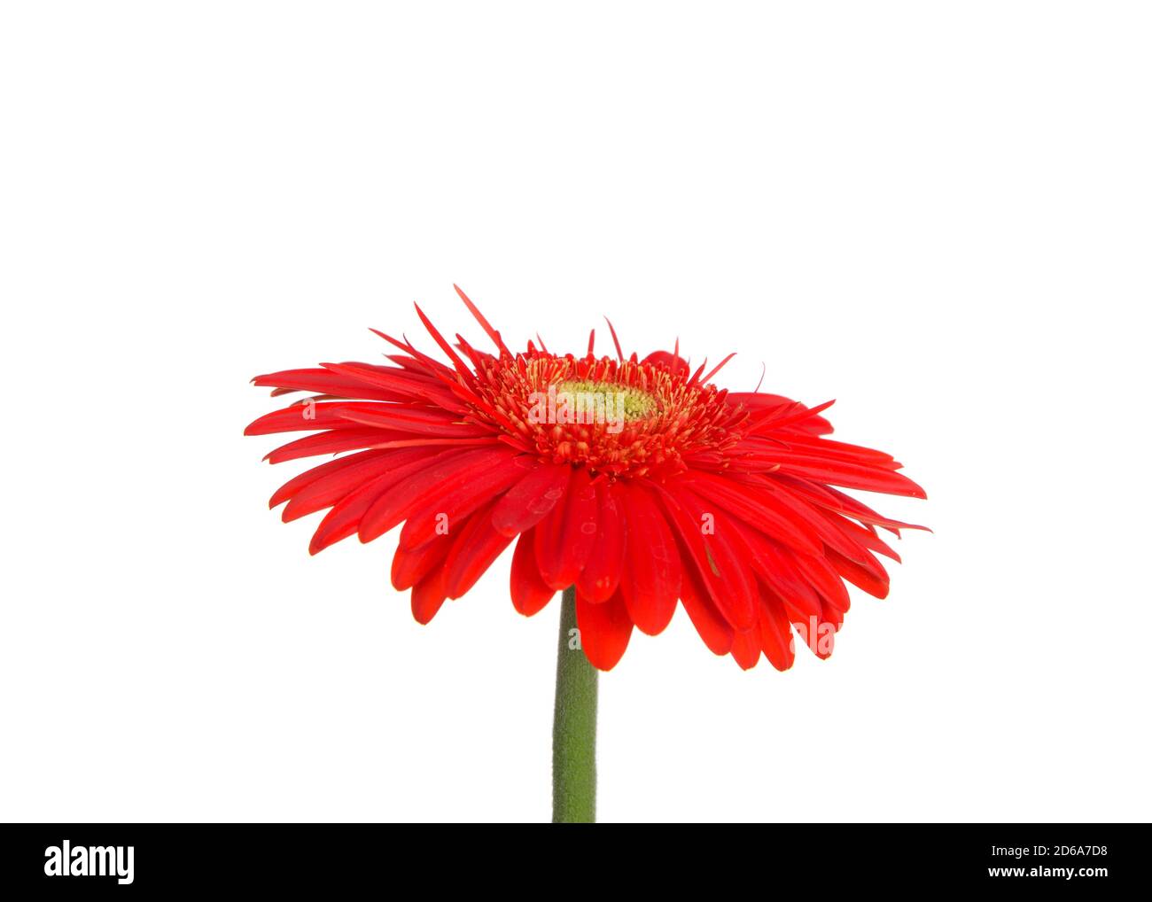 Primo piano di una Gerbera Daisy arancione rossastro, vista del profilo.  Isolato su bianco Foto stock - Alamy