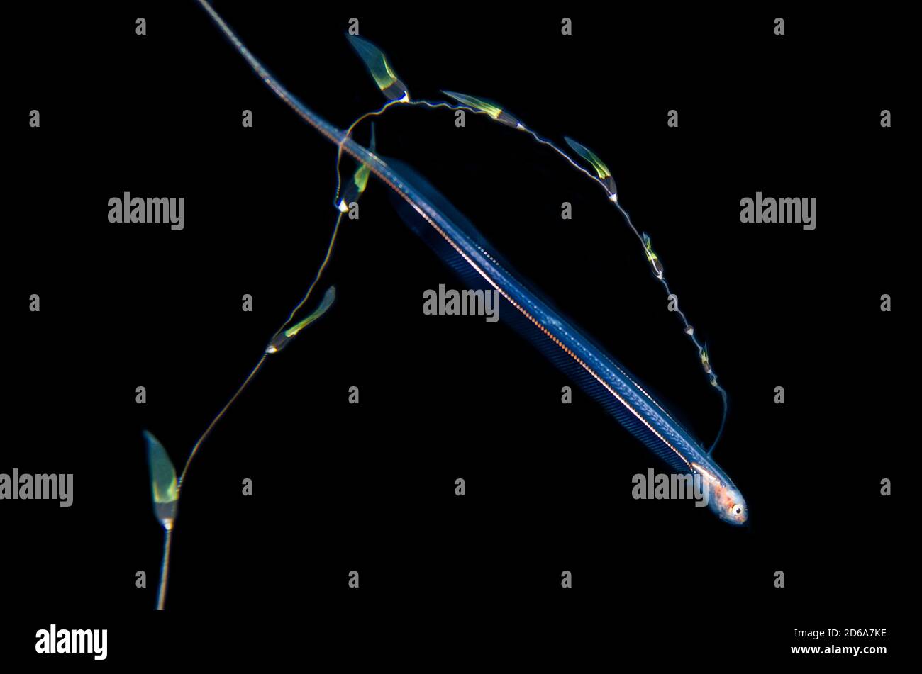 Larva del portamonete (Liopropoma sp) con filamento dorsale lungo che imita tentacoli di un sifonofore, immersione notturna di Blackwater, Seraya, Foto Stock