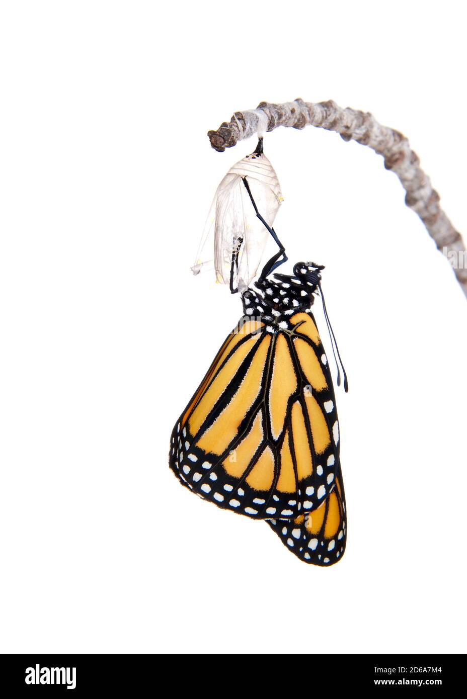 Primo piano di una farfalla monarca appena emersa da crisalide appeso su un piccolo ramo. Ali completamente estese, asciugando. Isolato su bianco. Foto Stock