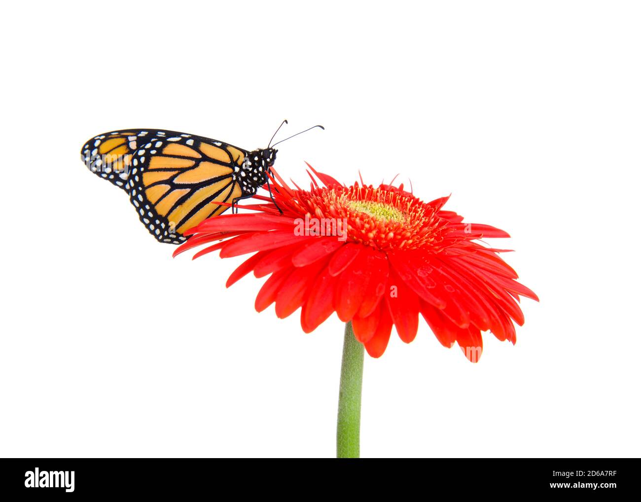 Primo piano vista del profilo di una farfalla monarca in piedi su una Gerbera Daisy arancione rossastro, isolata su bianco. Foto Stock