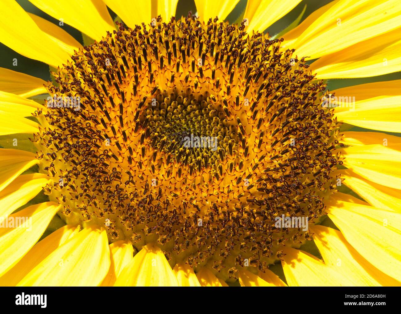 Primo piano al centro di un girasole gigante con luce estiva brillante, messa a fuoco impilata per una maggiore profondità di campo e dettagli. Foto Stock