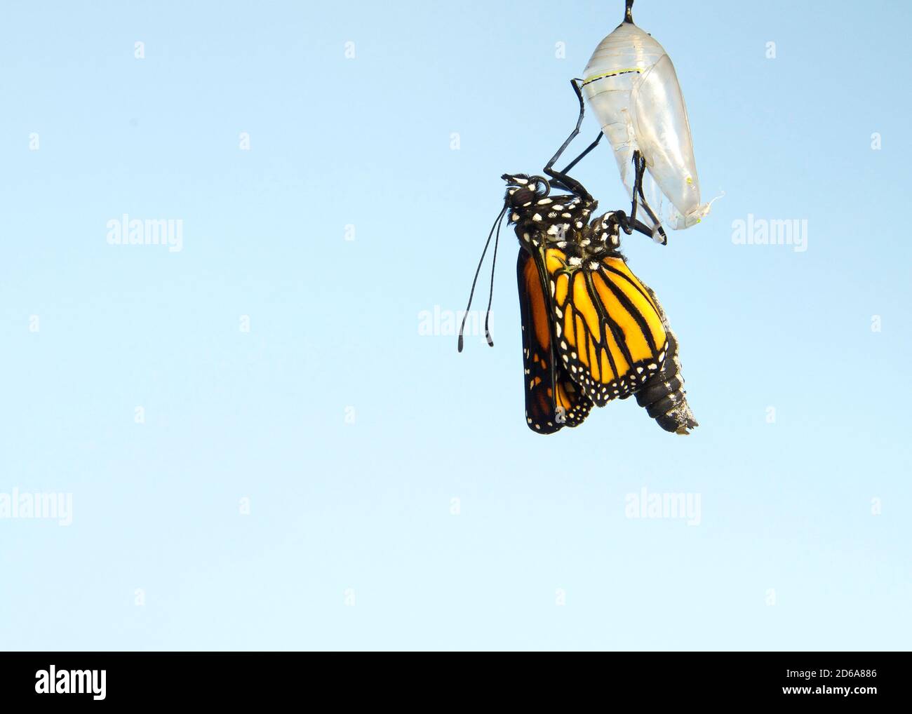 Primo piano di una farfalla monarca appesa a un crisalide, ali che si estendono lentamente, ali ancora arricciate strettamente. Sfondo blu chiaro. Foto Stock