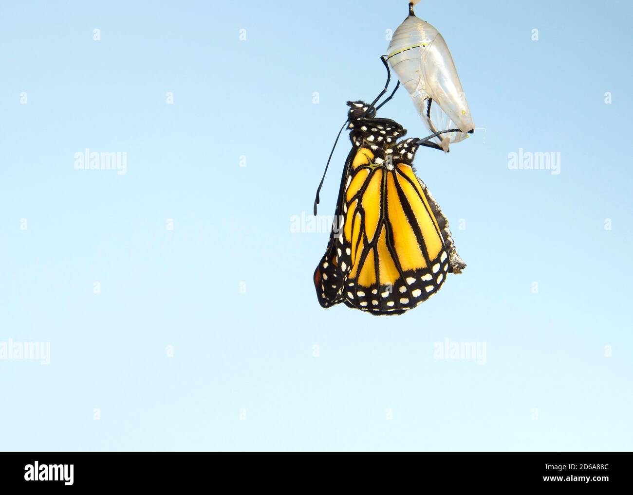 Primo piano di una farfalla monarca appesa a un crisalide, ali che si estendono lentamente, ali ancora arricciate, non completamente estese. Sfondo blu chiaro. Foto Stock
