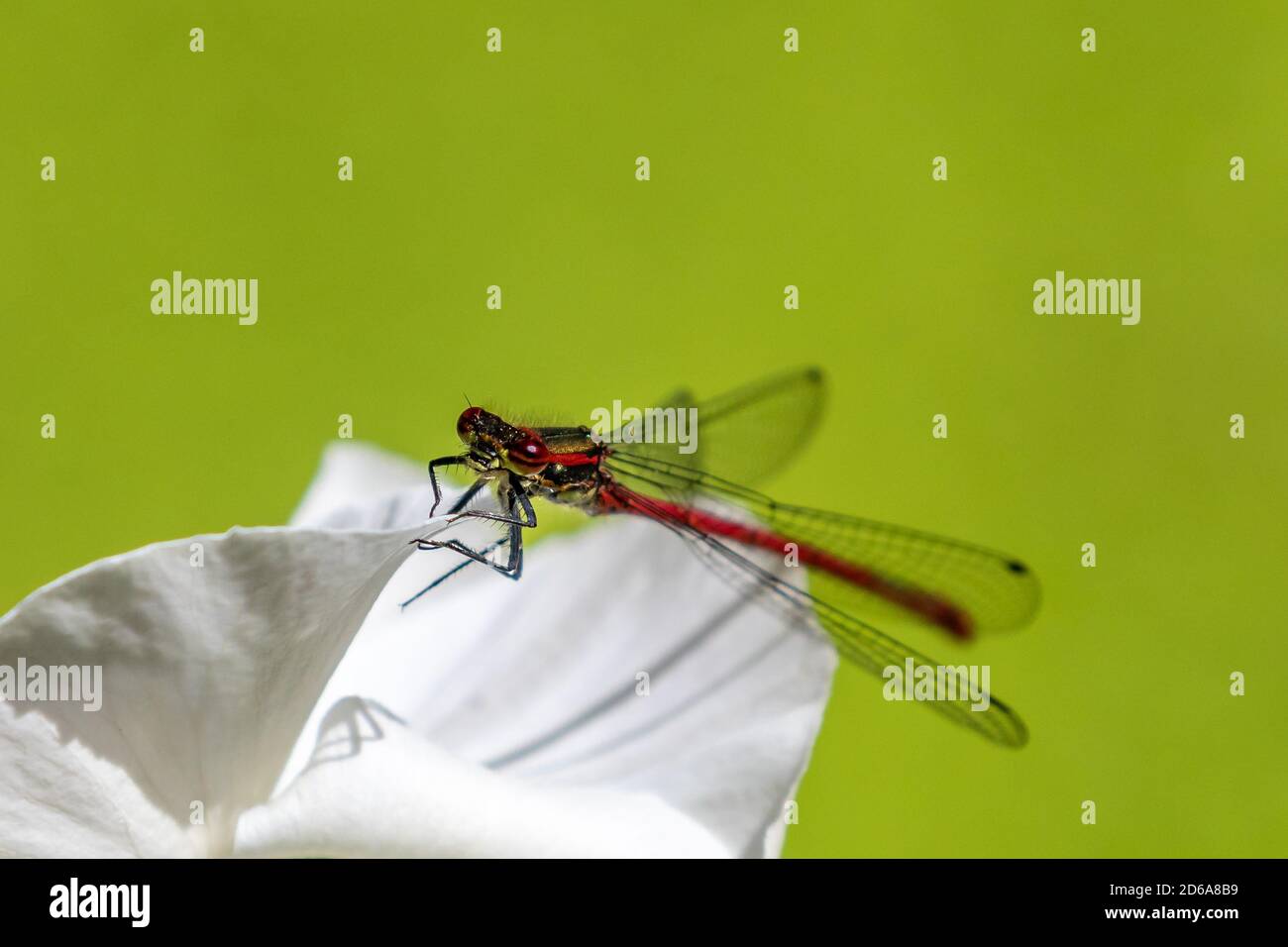 Grandi Damselfly rosso Foto Stock