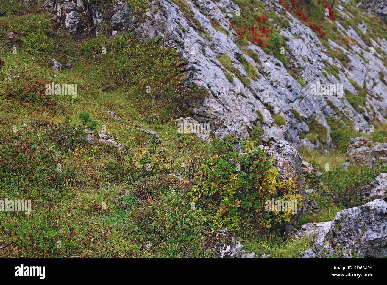 Vegetazione vibrante alta nelle Dolomiti in autunno in Italia. Messa a fuoco selettiva Foto Stock