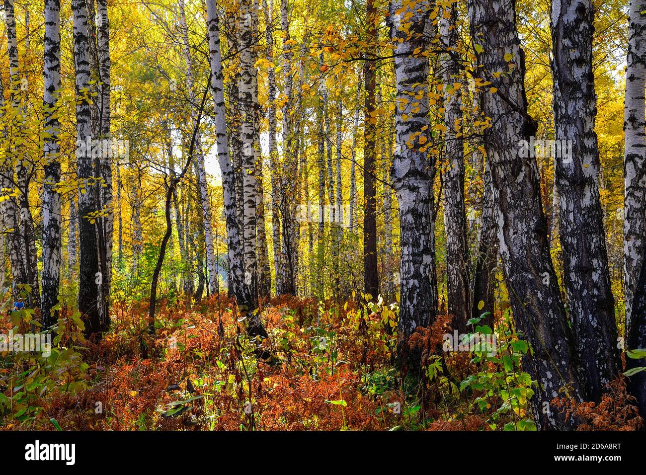 Bellissimo paesaggio romantico con foglie d'oro di betulle in autunno la stagione della foresta - caduta brillante background a caldo e soleggiato settembre giornata con il cloud Foto Stock Bellissimo paesaggio romantico con foglie d'oro di betulle in autunno la stagione della foresta - caduta brillante background a caldo e soleggiato settembre giornata con il cloud Foto Stock
