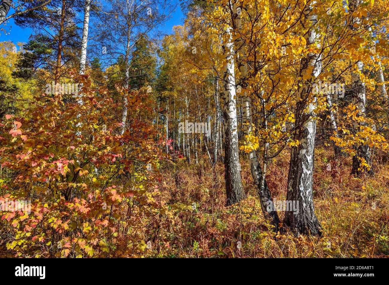 Luminoso paesaggio di foresta di autunno colorato e soleggiato - fiaba della natura autunnale. Fogliame multicolore di alberi, cespugli, aghi verdi di pini, tronchi bianchi Foto Stock