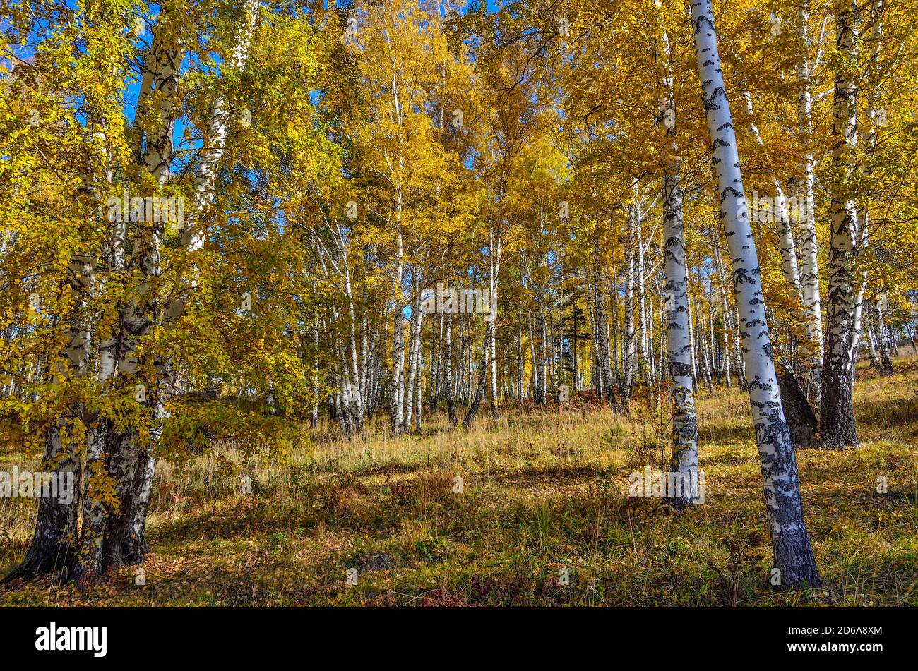 Bellissimo paesaggio romantico con foglie d'oro di betulle in autunno la stagione della foresta - caduta brillante background a caldo e soleggiato settembre giornata con il cloud Foto Stock