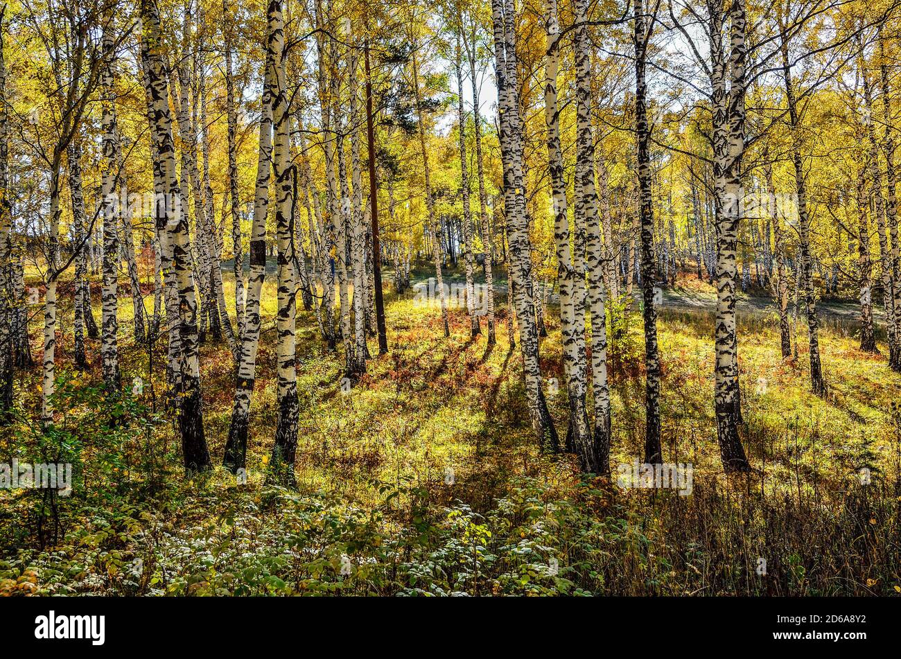 Bellissimo paesaggio romantico con foglie d'oro di betulle in autunno la stagione della foresta - caduta brillante background a caldo e soleggiato settembre giornata con il cloud Foto Stock Bellissimo paesaggio romantico con foglie d'oro di betulle in autunno la stagione della foresta - caduta brillante background a caldo e soleggiato settembre giornata con il cloud Foto Stock