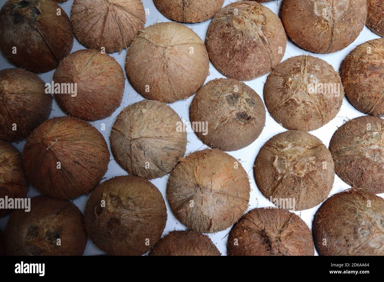 Queste sono conchiglie di cocco. Dopo aver raccolto la diffusione di cocco possiamo vedere queste conchiglie. Queste conchiglie sono pronte per la maggior parte degli articoli creativi fatti a mano. Foto Stock