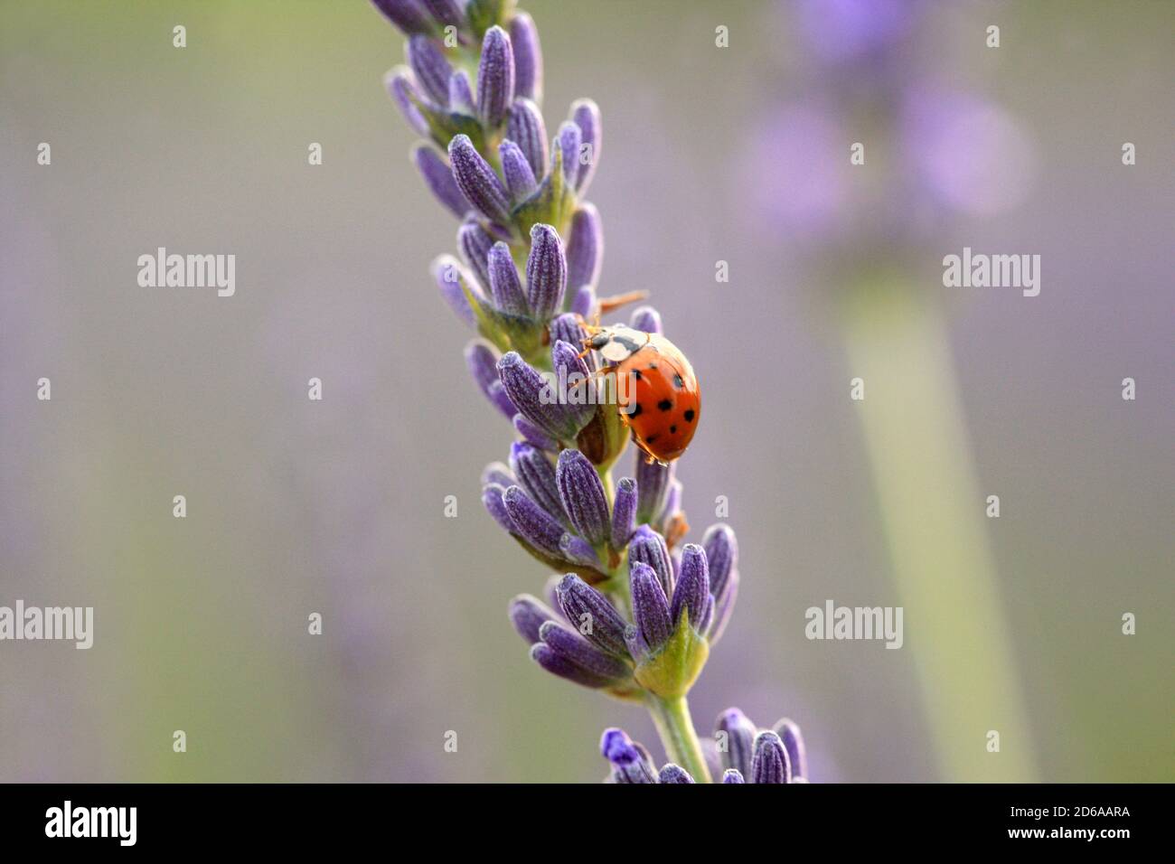 Francia Foto Stock