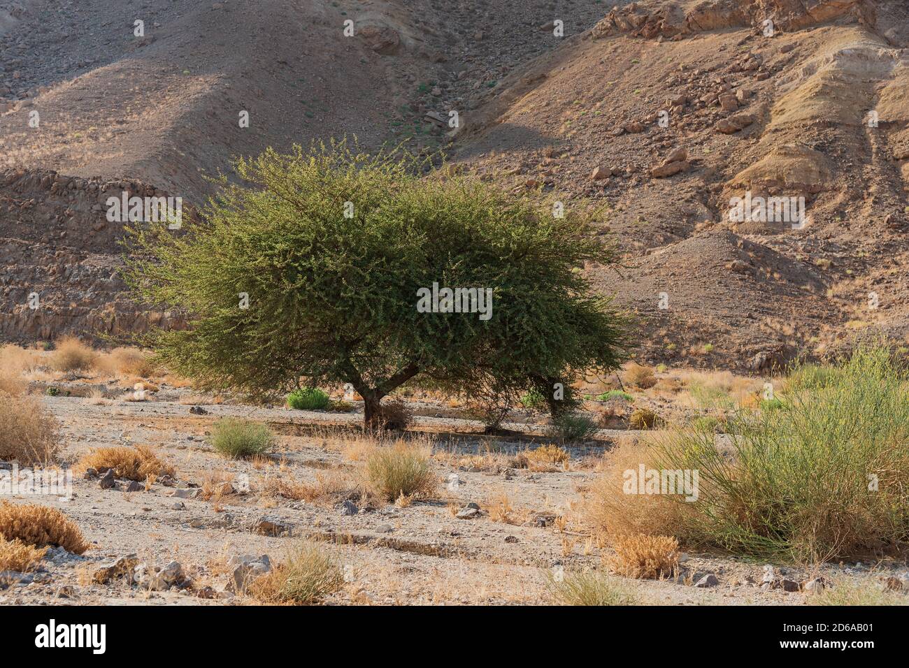 incredibile esemplare di acacia raddana spiralata in nahal gevanim nel cratere di makhtesh ramon in israele all'altezza d'estate Foto Stock