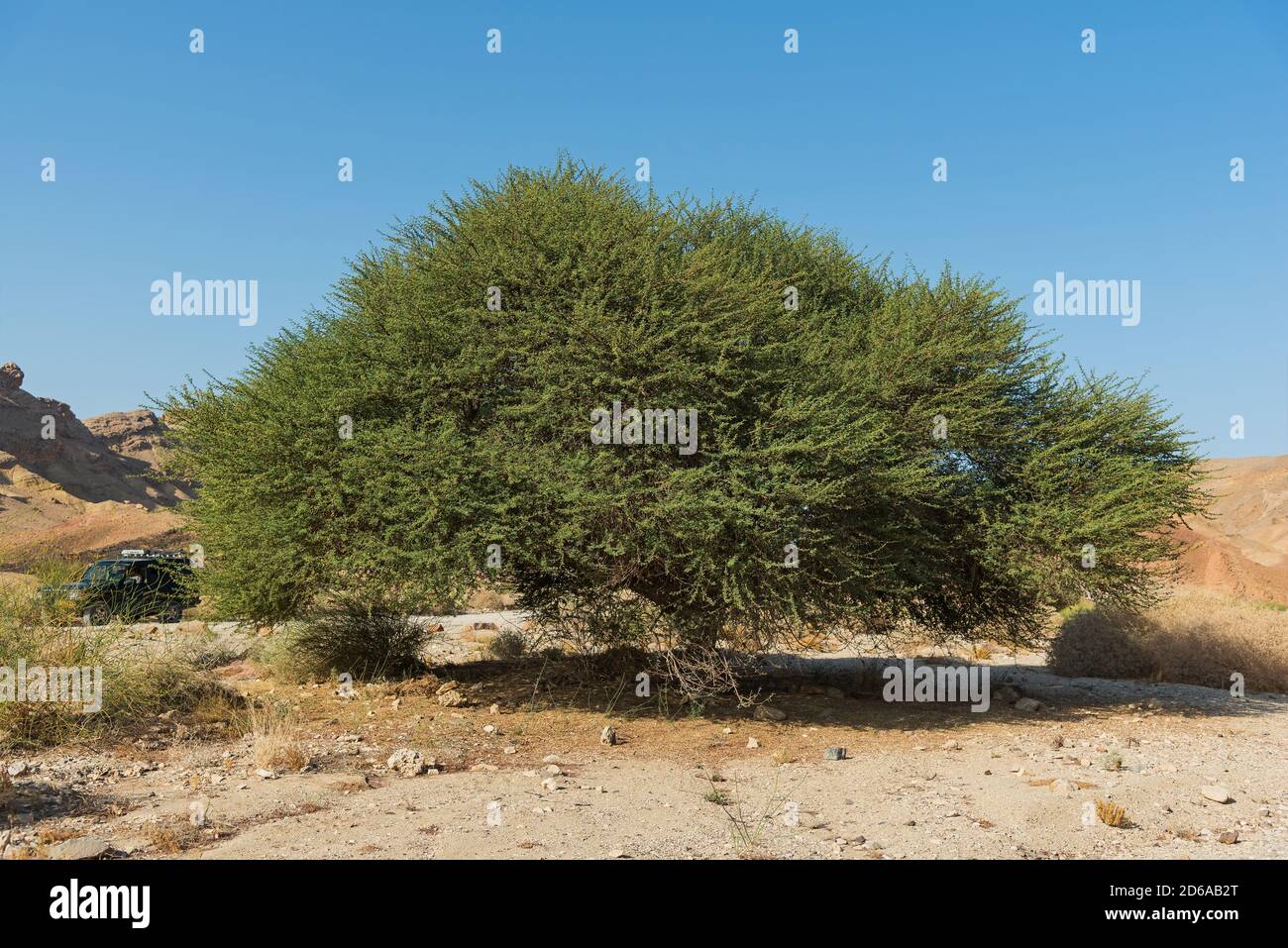 gigantesco campione di acacia a spirale in fiore in nahal wadi gevanim A metà estate nel cratere di Makhtesh ramon in Israele con un suv grande e cielo blu chiaro Foto Stock