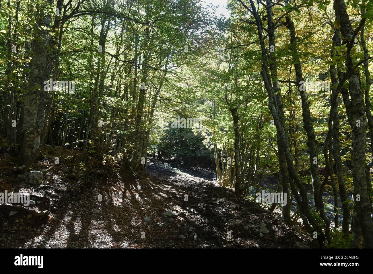 Viggianello, Italia. 11 Ott 2020. Una vista all'interno dei boschi di piano Ruggio, a circa 1550 metri di altezza, sui monti Pollino in Basilicata, Italia meridionale. Meta turistica molto popolare durante tutto l'anno. Credit: Agenzia fotografica indipendente/Alamy Live News Foto Stock