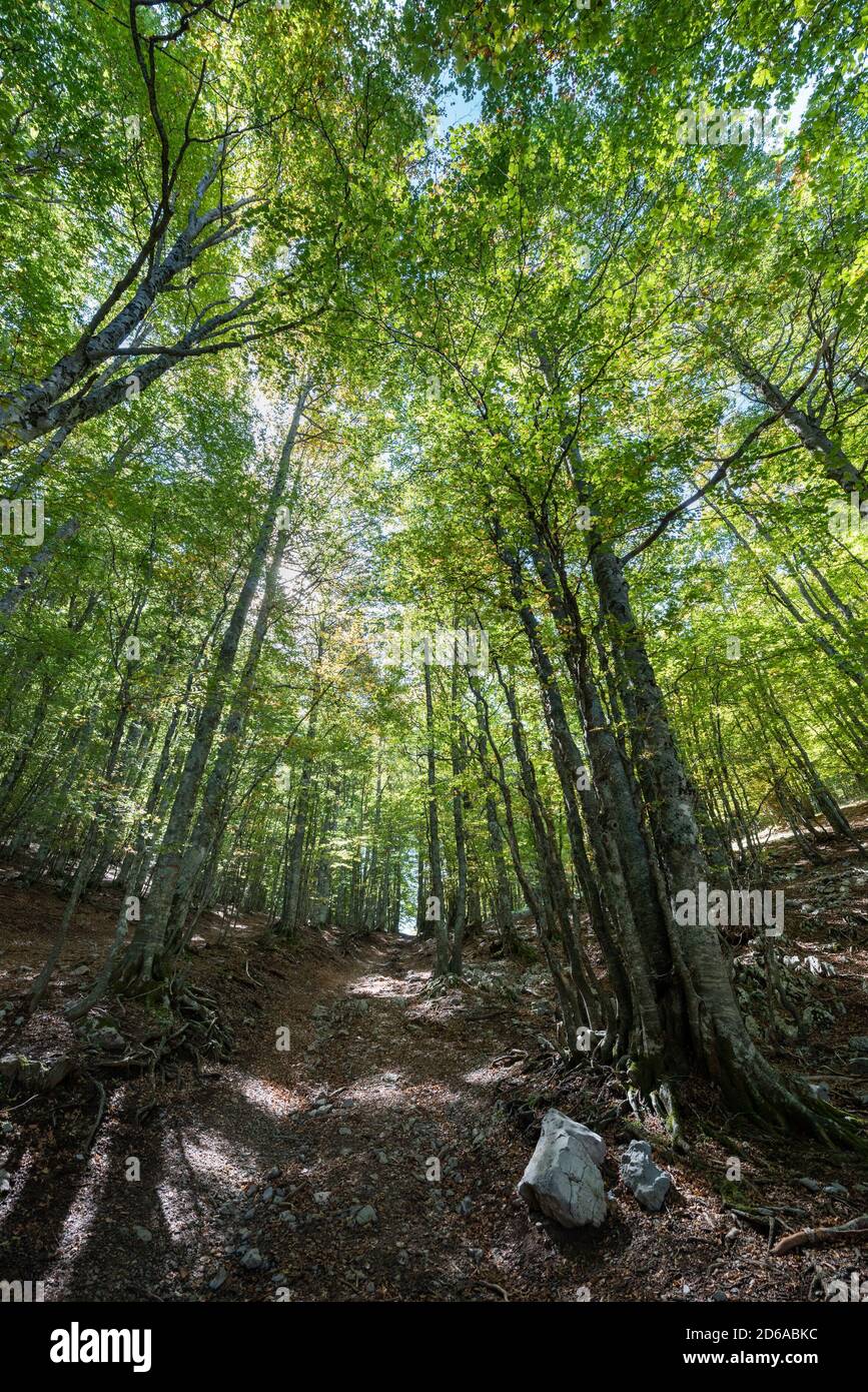 Viggianello, Italia. 11 Ott 2020. Una vista all'interno dei boschi di piano Ruggio, a circa 1550 metri di altezza, sui monti Pollino in Basilicata, Italia meridionale. Meta turistica molto popolare durante tutto l'anno. Credit: Agenzia fotografica indipendente/Alamy Live News Foto Stock