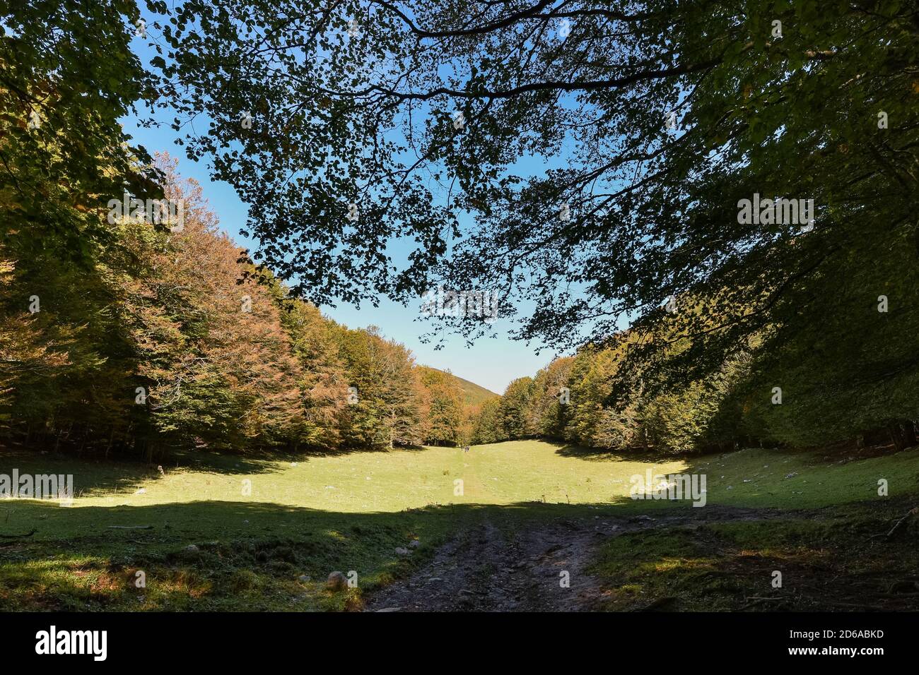 Viggianello, Italia. 11 Ott 2020. Una vista all'interno dei boschi di piano Ruggio, a circa 1550 metri di altezza, sui monti Pollino in Basilicata, Italia meridionale. Meta turistica molto popolare durante tutto l'anno. Credit: Agenzia fotografica indipendente/Alamy Live News Foto Stock