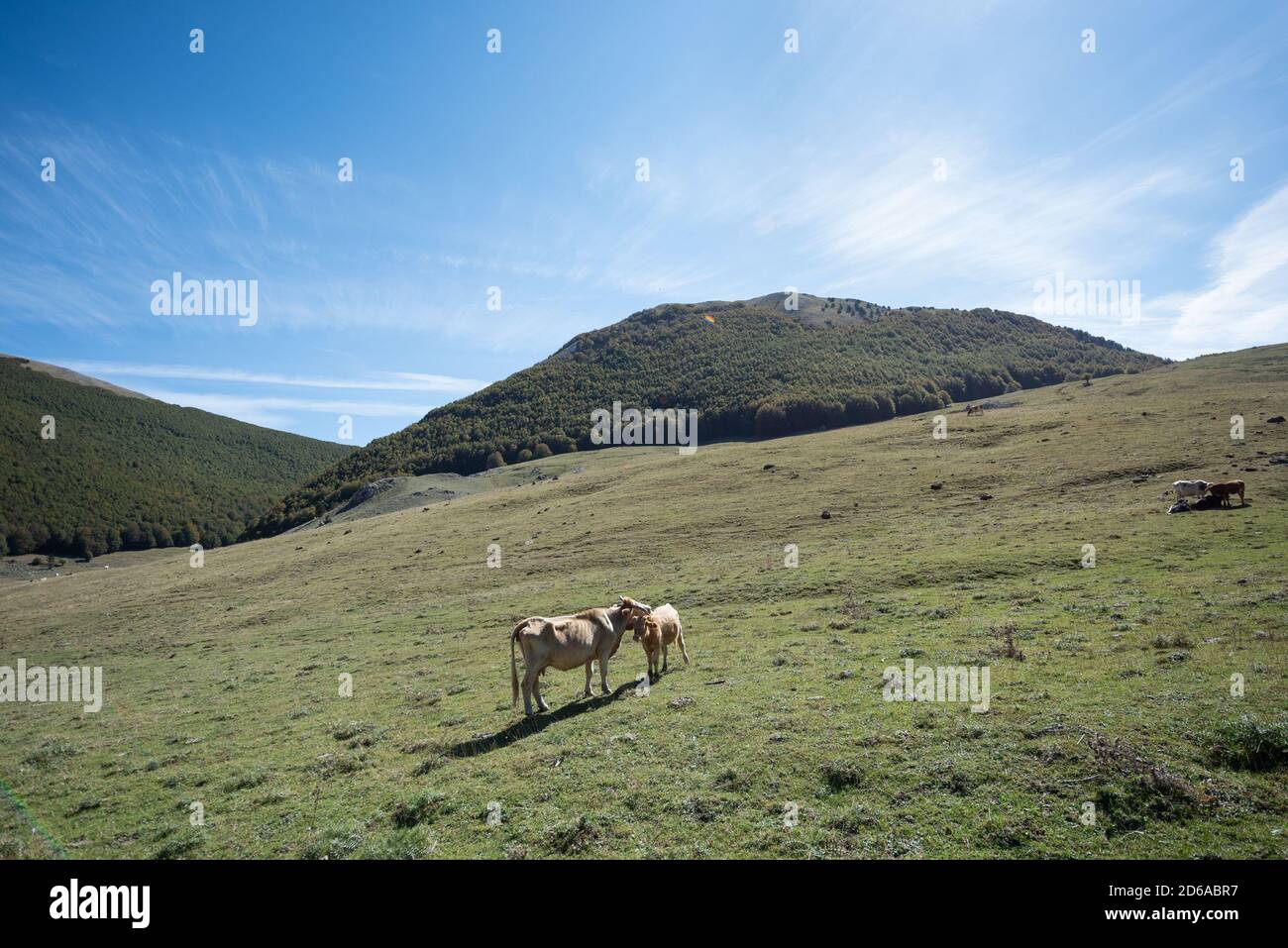 Viggianello, Italia. 11 Ott 2020. Alcune mucche pascolano a piano Ruggio a circa 1550 metri di altezza, sulle montagne del Pollino in Basilicata, Italia meridionale. Meta turistica molto popolare durante tutto l'anno. Credit: Agenzia fotografica indipendente/Alamy Live News Foto Stock