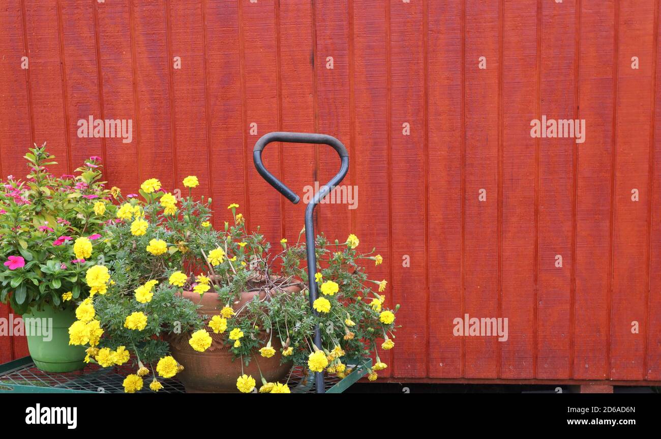 I fiori luminosi si siedono su un carro davanti al rosso fienile siding Foto Stock