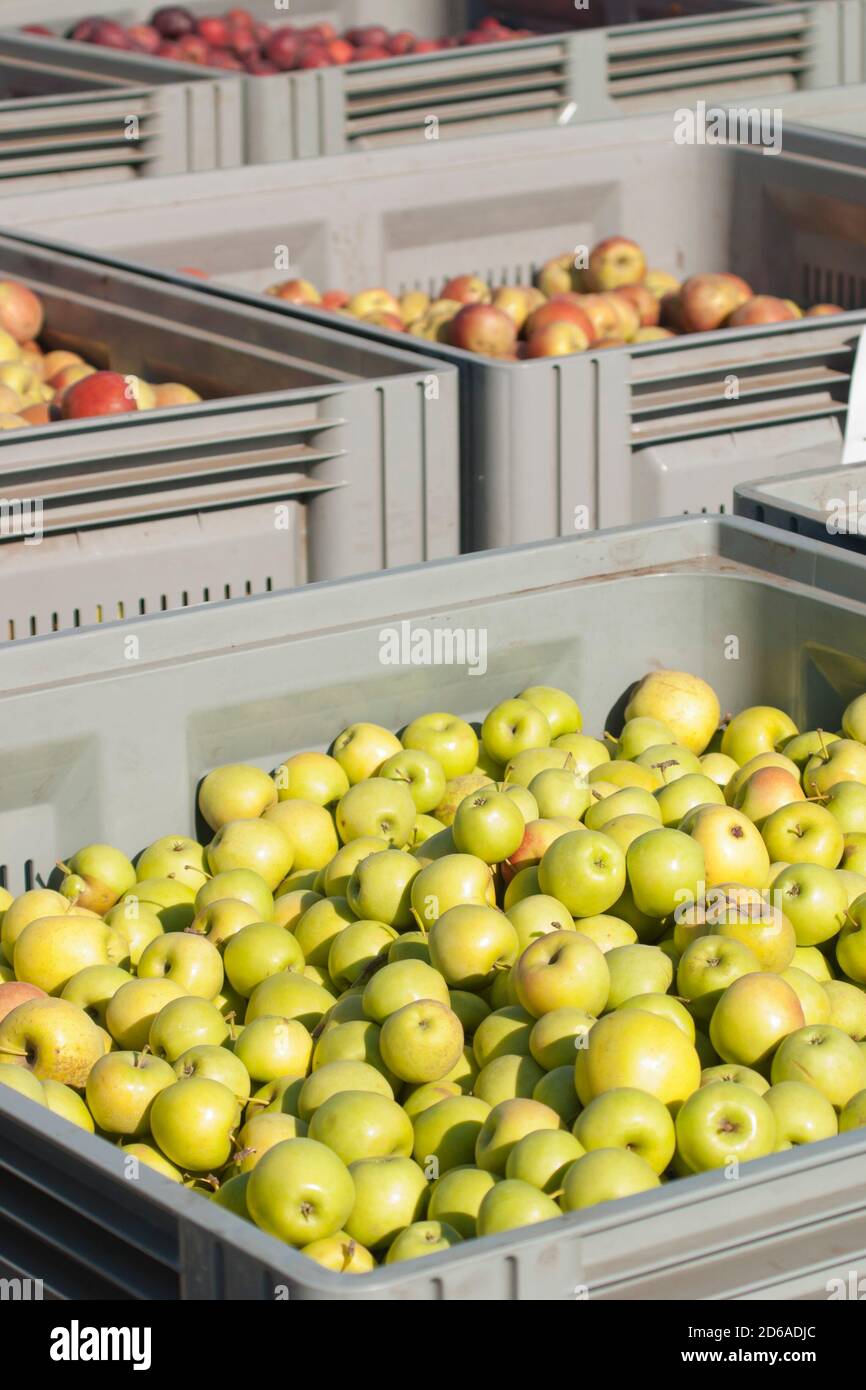 Mele. Il risultato del raccolto in giardino. Lotti di mele sono accatastati nella rinfusa nei contenitori durante il raccolto Foto Stock