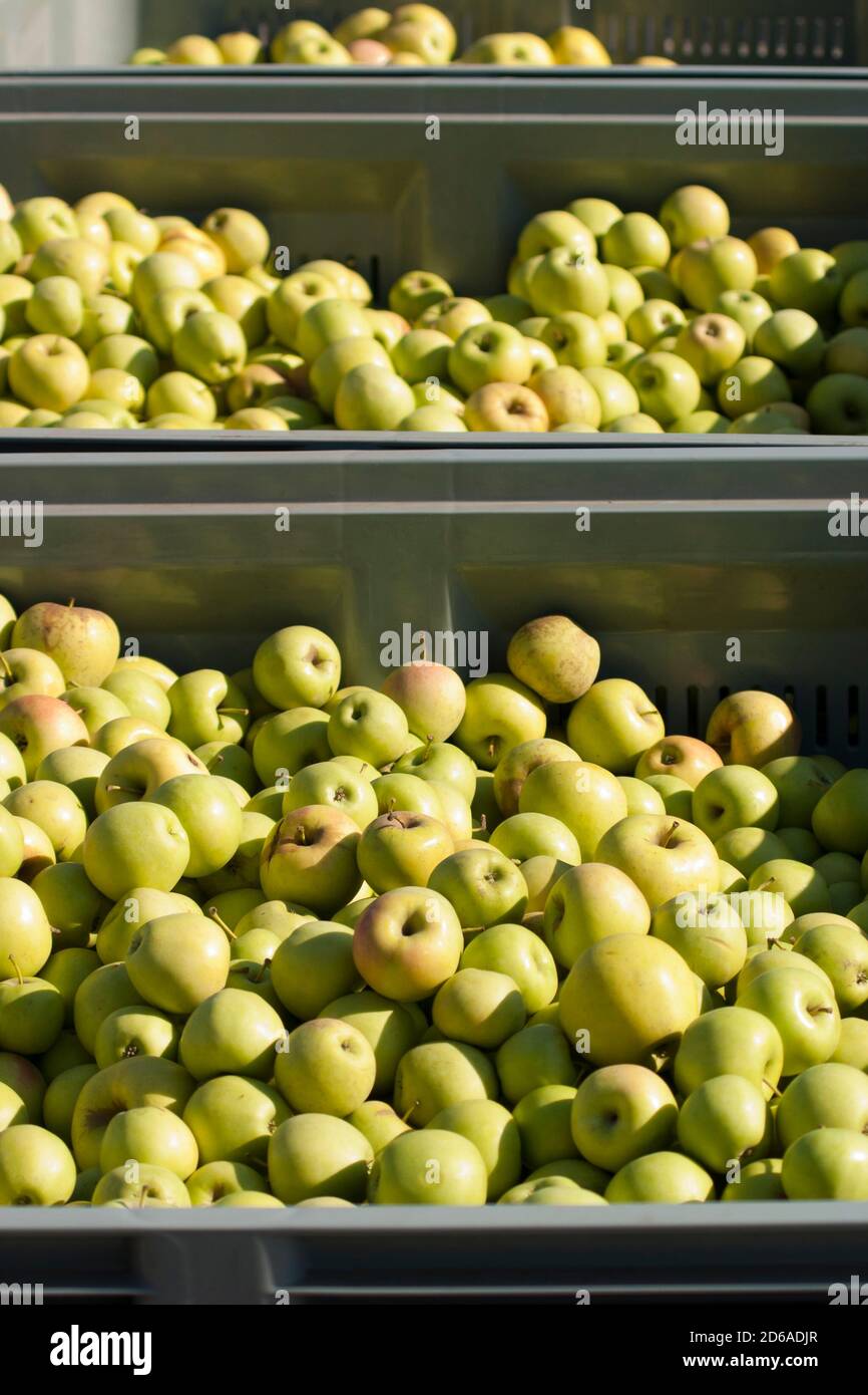Mele. Il risultato del raccolto in giardino. Lotti di mele sono accatastati nella rinfusa nei contenitori durante il raccolto Foto Stock