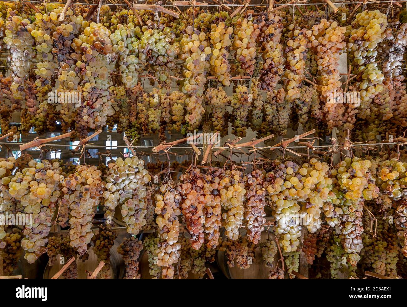 Grappoli di uve sono appesi in varie file ad appassire, per la produzione del famoso vin santo, Toscana, Italia Foto Stock