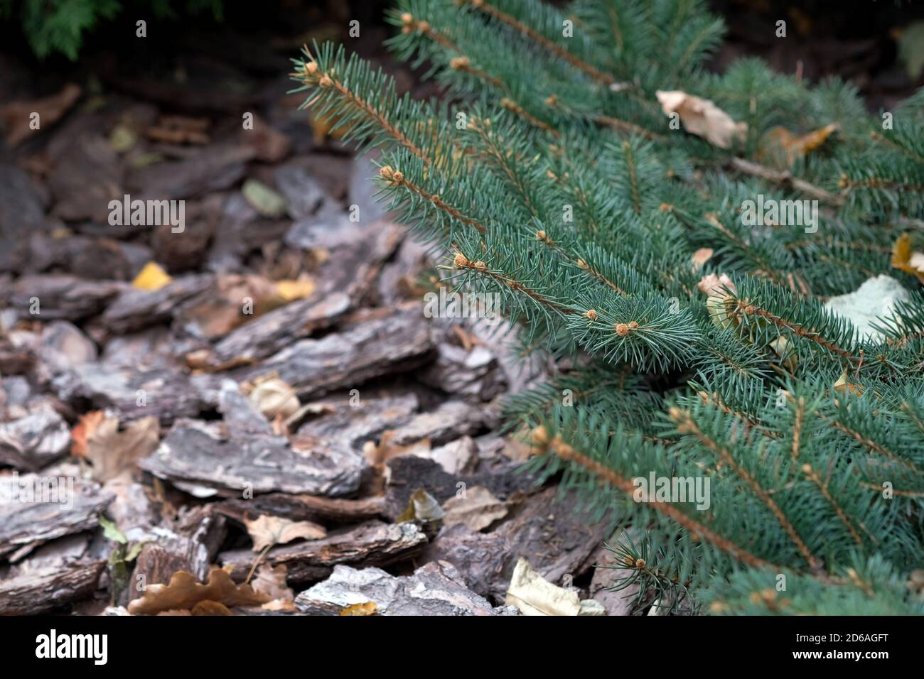 Rami di un albero di Natale su uno sfondo di pacciame corteccia di pino. Conifere e mulcha corteccia. Paesaggio con conifere. Vicolo del parco della città da vicino. Foto Stock