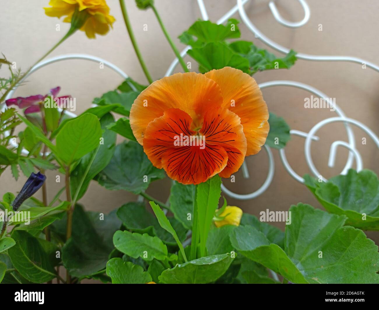 arancio viola fiore primo piano. Fiore Viola in una pentola per decorare la terrazza della casa. Piccolo fiore d'arancio. Foto Stock