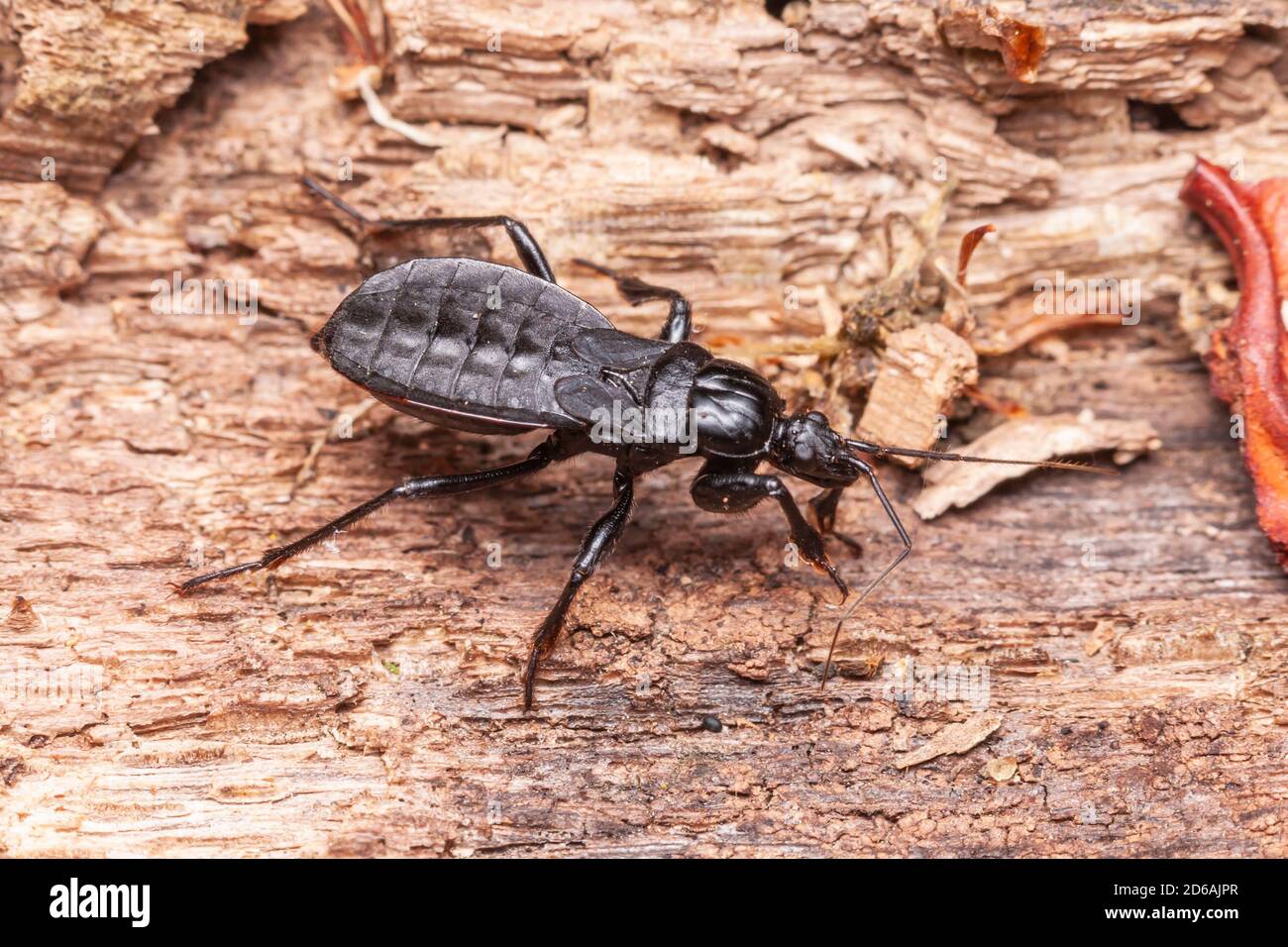 Corsair nero (Melanolestes ficipes) - Donna Foto Stock