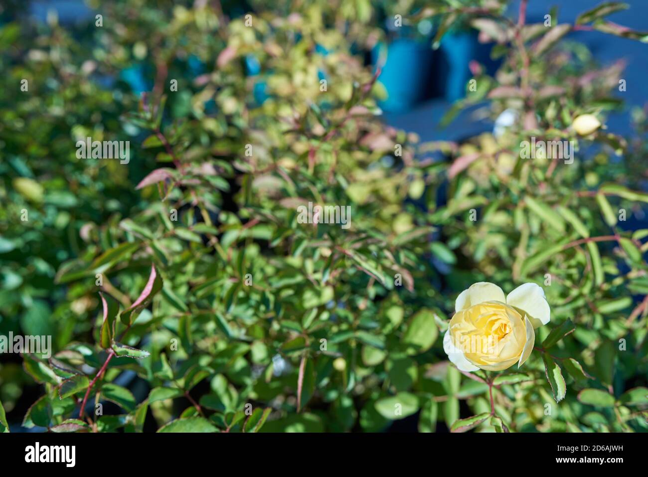 Yellow Rose scrub la feuillerie. Sfondo sfocato. Spazio di copia Foto Stock